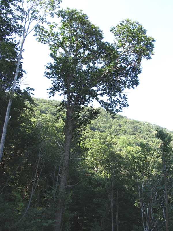  Image name: 02-castagno.jpg 
 width: 600 pixel 
 height: 800 pixel 
 Size: 79680 bytes 
 Click to enlarge 